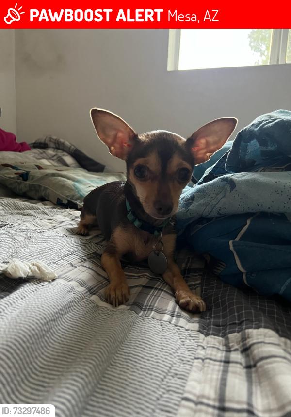 Lost Female Dog last seen Main St. And Stapley by Food City, Mesa, AZ 85204