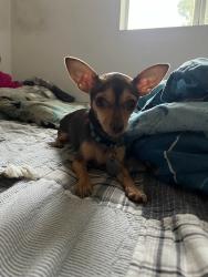 Lost Female Dog last seen Main St. And Stapley by Food City, Mesa, AZ 85204
