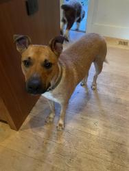 Reunited Male Dog last seen Turkey hill road Clermont ny, Turkey Hill Rd, NY 12571