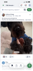 Found/Stray Unknown Dog last seen Sw124 ct, Miami, FL 33184