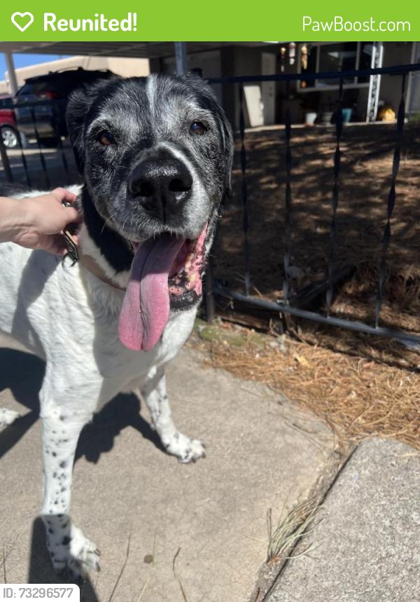 Reunited Female Dog last seen Snow Heights & Erbbe, Albuquerque, NM 87110