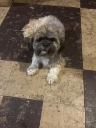 Reunited Female Dog last seen Six and lesure, Detroit, MI 48235