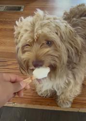Lost Male Dog last seen Near Dana ave valley stream, Valley Stream, NY 11580