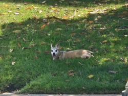 Found/Stray Male Dog last seen Brighton/Parkside, Tracy, CA 95376