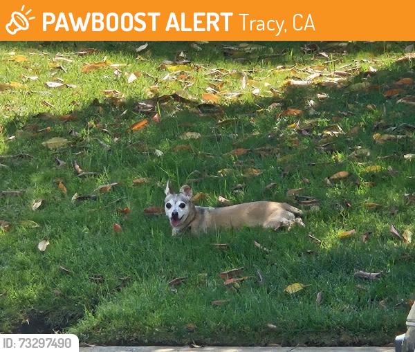 Found/Stray Male Dog last seen Brighton/Parkside, Tracy, CA 95376