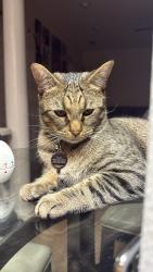 Reunited Male Cat last seen Reigate Road, shopping center near PNC music pavilion, and the PNC music pavilion itself, Charlotte, NC 28262