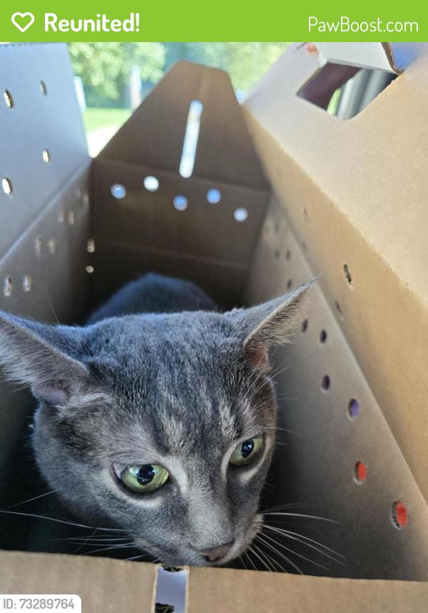 Reunited Female Cat last seen Vanderbilt apmts, St. Peters, MO 63376