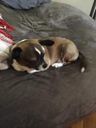 Reunited Male Dog last seen Mount Zion Methodist Church, Cleveland, TN 37311
