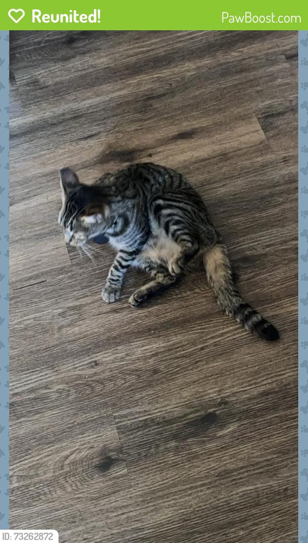 Reunited Female Cat last seen Near Durfee Ave, El Monte, CA 91732, El Monte, CA 91732