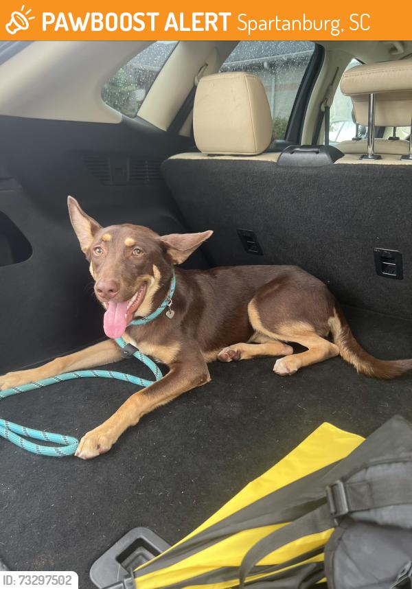 Found/Stray Female Dog last seen Main st Pub, Spartanburg, SC 29306