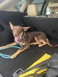 Found/Stray Female Dog last seen Main st Pub, Spartanburg, SC 29306