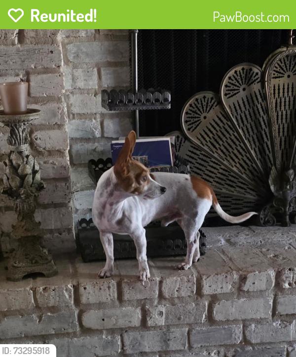 Reunited Male Dog last seen Skyline Dr, Conroe, TX 77301
