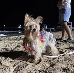 Reunited Female Dog last seen Rudee Inlet Jet Ski Rentals, 300 Winston Salem Ave, near Pacific Ave, Virginia Beach, VA 23451