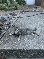 Lost Male Cat last seen Creekside Church, Redmond, WA 98052