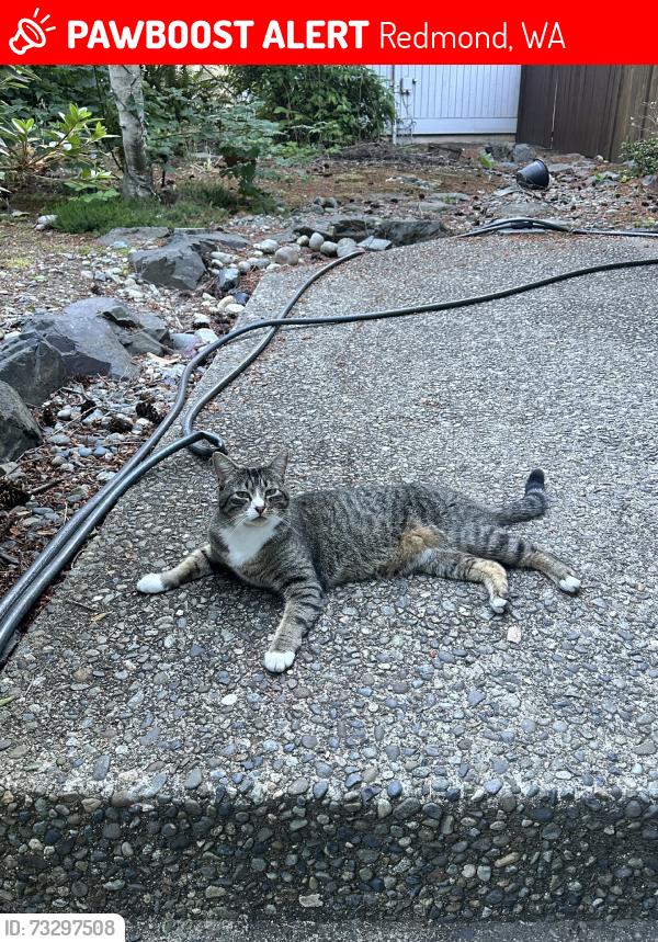 Lost Male Cat last seen Creekside Church, Redmond, WA 98052