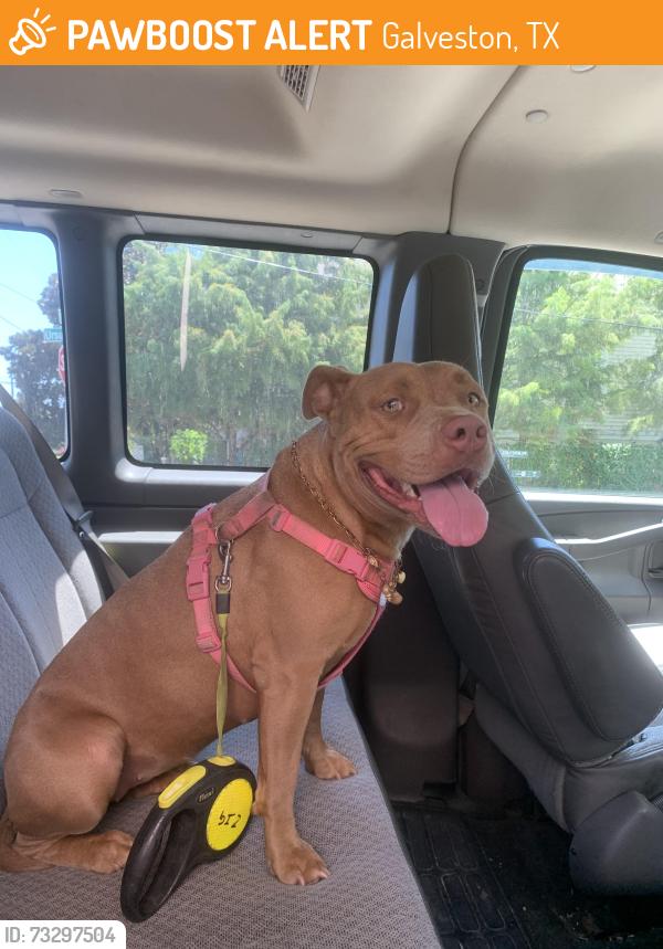 Found/Stray Female Dog last seen 22nd & Ave N, Galveston, TX 77550
