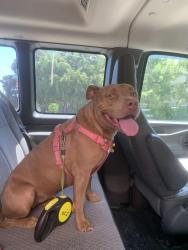 Found/Stray Female Dog last seen 22nd & Ave N, Galveston, TX 77550
