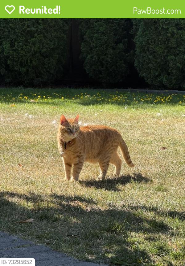 Reunited Male Cat last seen Marpole, W.52nd + Churchill St, Vancouver, BC 