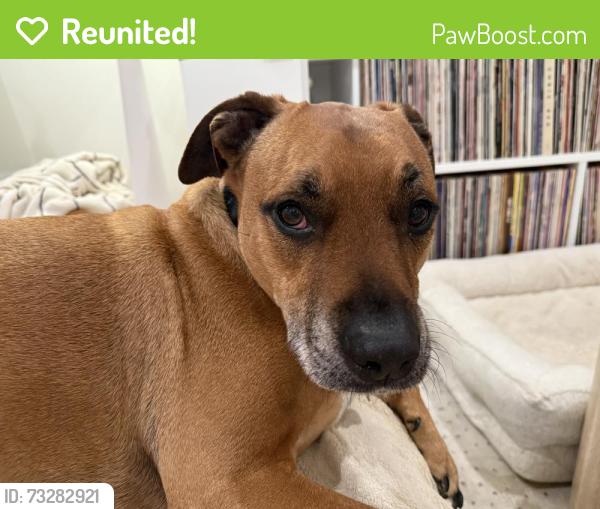 Reunited Male Dog last seen Del Mar Fairgrounds, Solana Beach, CA 92075