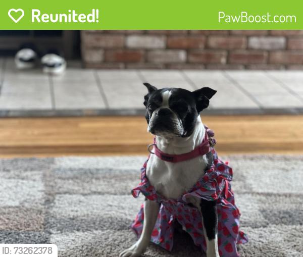 Reunited Female Dog last seen J street, Chula Vista, CA 91910