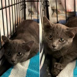 Found/Stray Unknown Cat last seen Theodore and Northfield, Loves Park, IL 61111