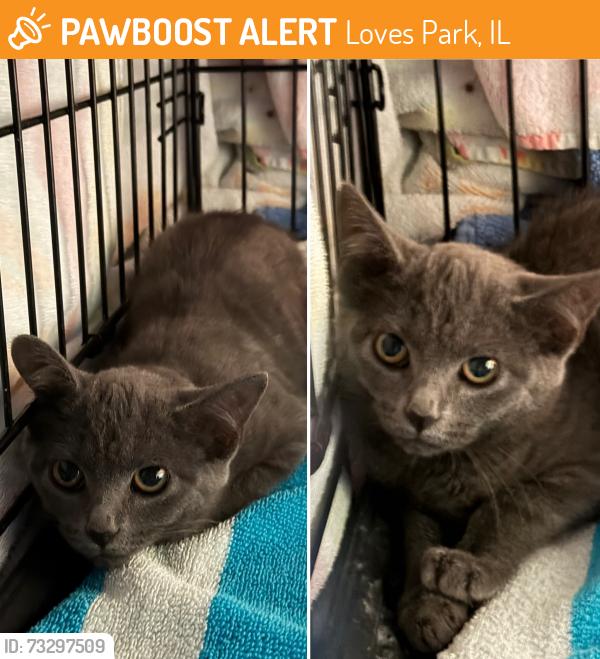 Found/Stray Unknown Cat last seen Theodore and Northfield, Loves Park, IL 61111