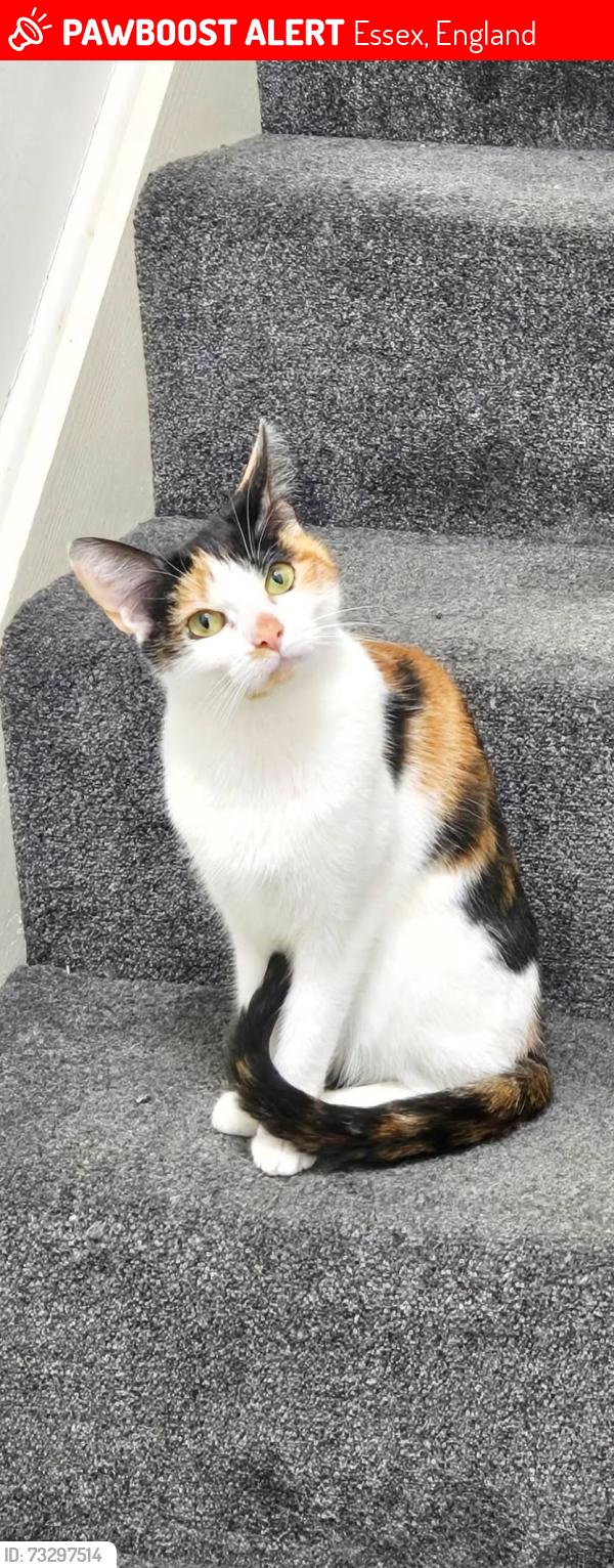 Lost Female Cat last seen Melbourne Park, Essex, England 