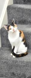 Lost Female Cat last seen Melbourne Park, Essex, England 