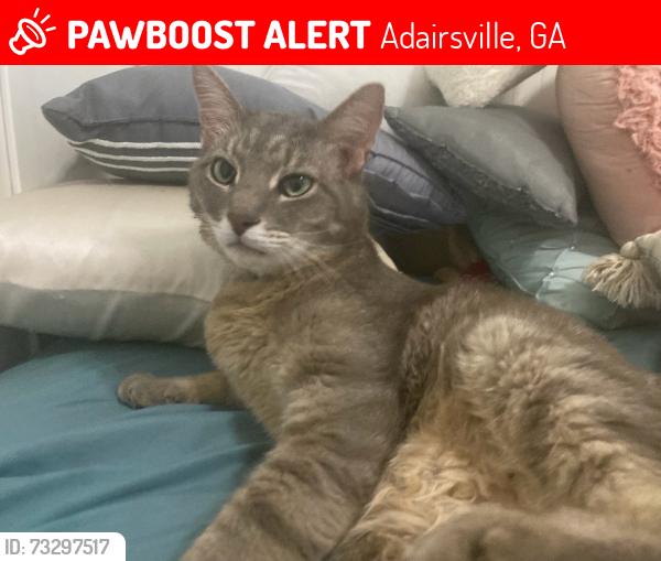 Lost Male Cat last seen Jarrett loop NW, Adairsville, GA 30103