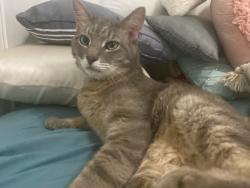 Lost Male Cat last seen Jarrett loop NW, Adairsville, GA 30103