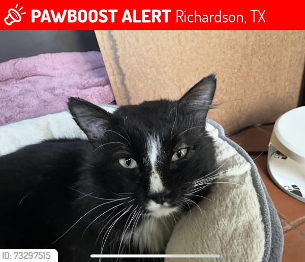 Lost Male Cat last seen Foxboro Park Braeburn Andover, Richardson, TX 75082