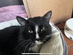 Lost Male Cat last seen Foxboro Park Braeburn Andover, Richardson, TX 75082