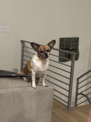 Reunited Male Dog last seen Mississippi and Troy, Aurora, CO 80012