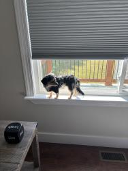 Lost Female Dog last seen Ashley street, Kingsport, TN 37664