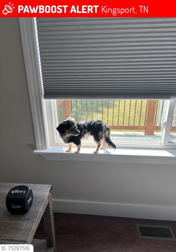 Lost Female Dog last seen Ashley street, Kingsport, TN 37664