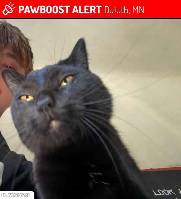 Lost Male Cat last seen The trail next to sky harbor airport, Duluth, MN 55802