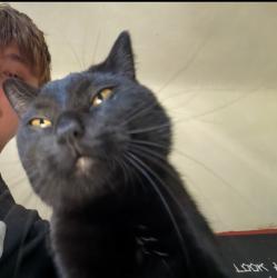 Lost Male Cat last seen The trail next to sky harbor airport, Duluth, MN 55802