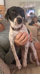Found/Stray Female Dog last seen I95 and Indiantown rd, Jupiter, FL 33458