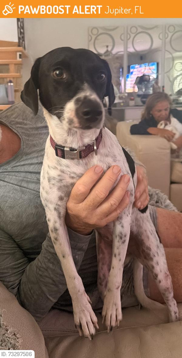 Found/Stray Female Dog last seen I95 and Indiantown rd, Jupiter, FL 33458