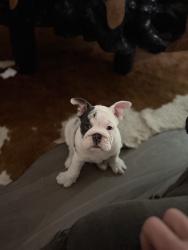 Lost Female Dog last seen Marchant Trace and Silverdale rd, Queen Creek, AZ 85142