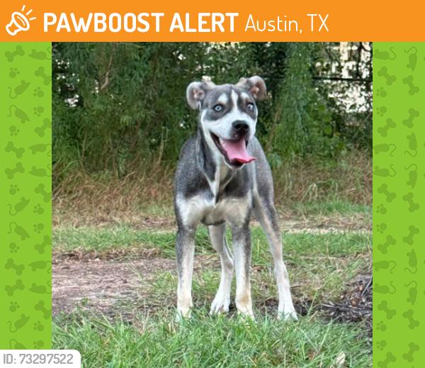 Found/Stray Female Dog last seen Amberglen Blvd & Briarwick Drive, Austin, TX 78729