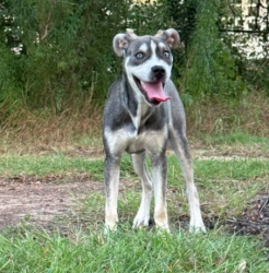 Found/Stray Female Dog last seen Amberglen Blvd & Briarwick Drive, Austin, TX 78729