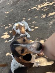 Reunited Female Dog last seen 35th St E, Palmdale, CA 93550, USA, Palmdale, CA 93550