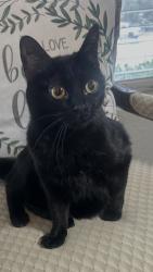 Reunited Female Cat last seen Golden Pond, Azle, TX 76020