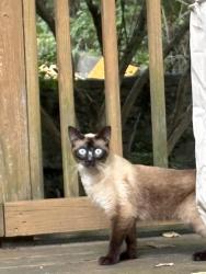 Found/Stray Unknown Cat last seen Amberly Dr Hamilton OH, Tampa, FL 33647