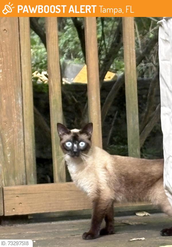 Found/Stray Unknown Cat last seen Amberly Dr Hamilton OH, Tampa, FL 33647