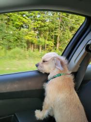 Reunited Female Dog last seen Reynoldsburg-New Albany Rd & Walnut St, Blacklick, OH 43004
