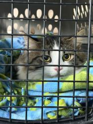 Reunited Male Cat last seen Near W Highland Blvd, Milwaukee, WI 53208, Milwaukee, WI 53208