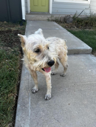 Reunited Male Dog last seen NW 8th & Tulsa, Oklahoma City, OK 73106