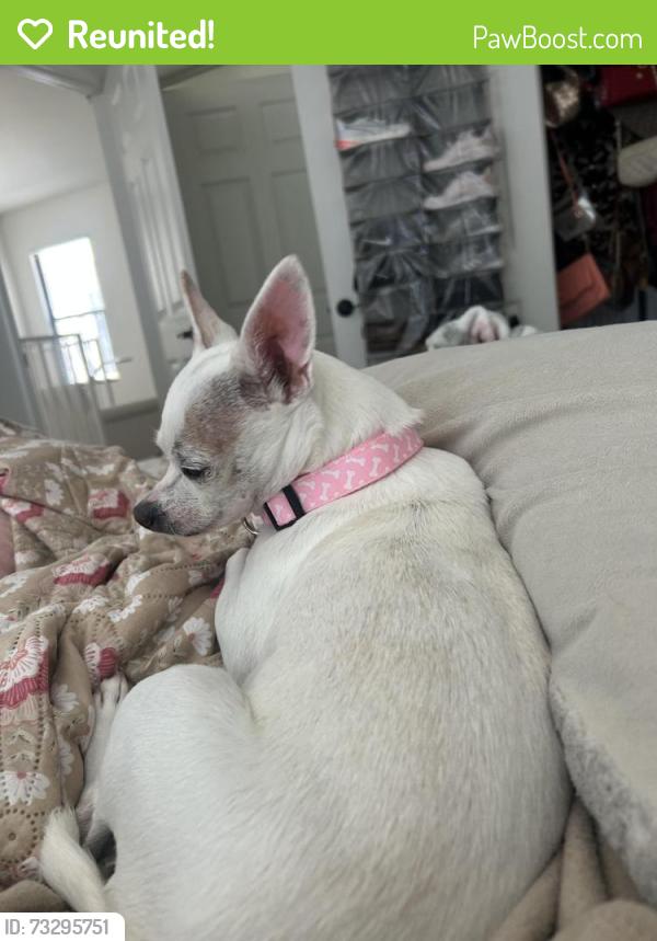 Reunited Female Dog last seen Bixel and 4th st, Los Angeles, CA 90017